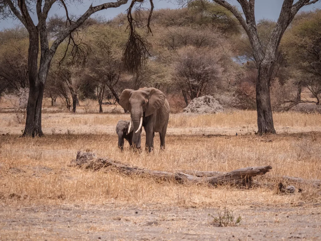 Elephant with calf in in Tarangire National Park, Tanzania