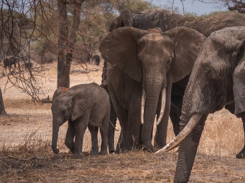 Elephants and calf in Tarangire National Park, Tanzania