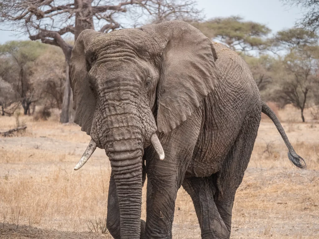 Bull elephant in Tarangire National Park, Tanzania