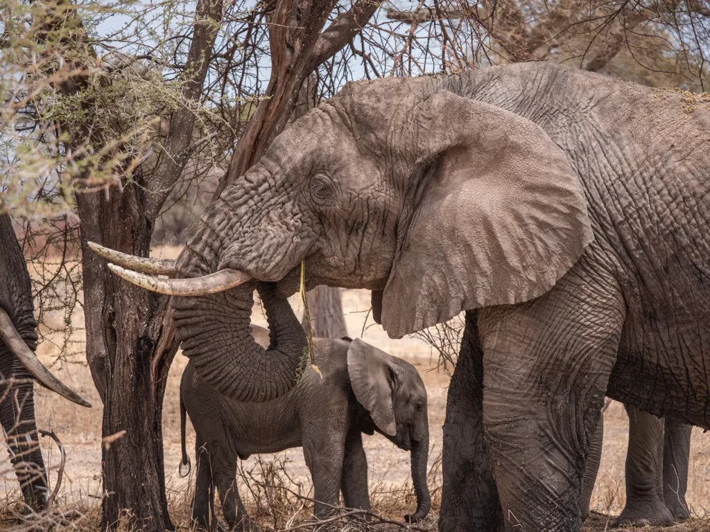 Bull elephant and calf in Elephant calf in Tarangire National Park, Tanzania