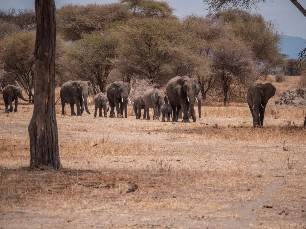 Herd of elephants in Tarangire National Park, Tanzania