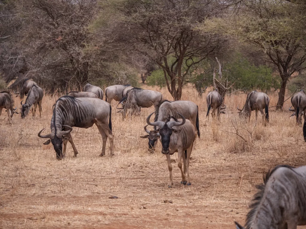 Wildebeests take part in Tarangire's Migration