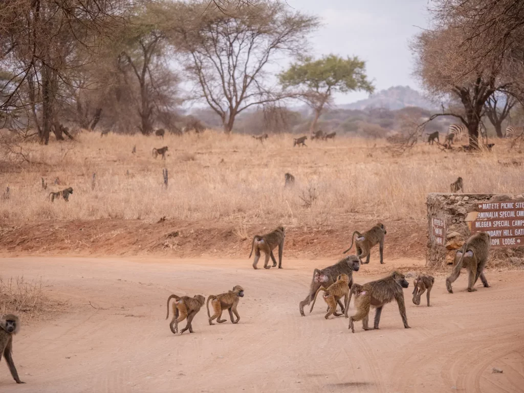 Hugh troop of baboons spotted near Matete picnic site. Tarangire National Park, Tanzania