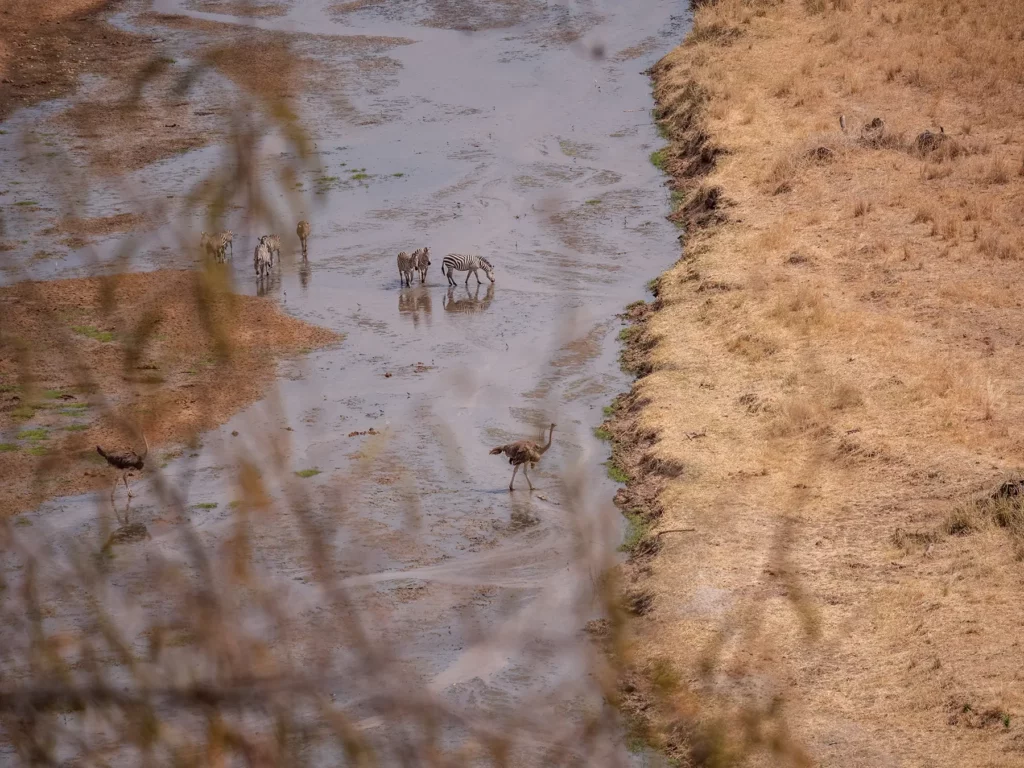 The Tarangire River