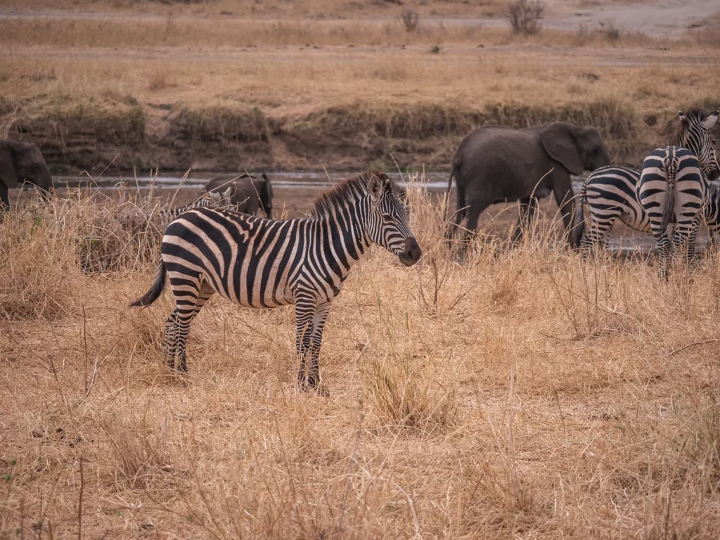 Zebra in Tarangire National Park, Tanzania