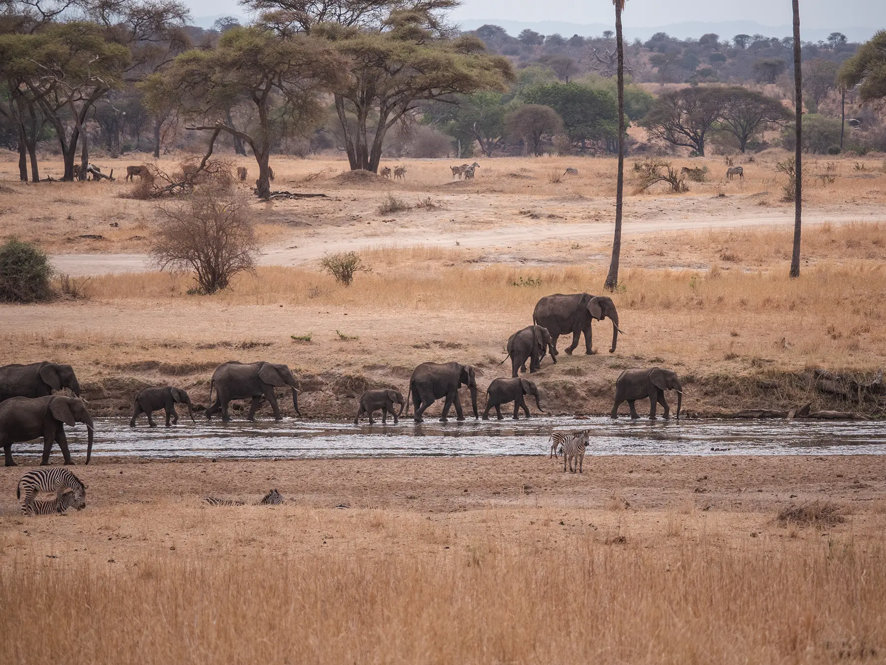Zebras and elephants by the river in Tarangire National Park, Tanzania