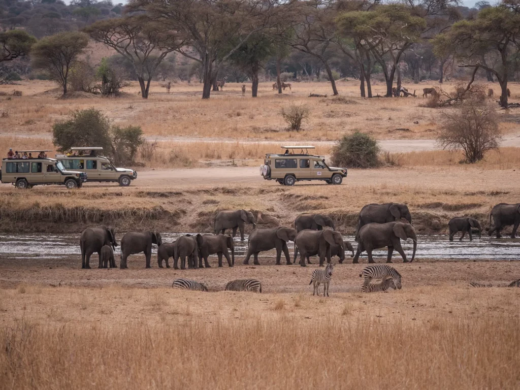 Safari vehicles at elephant signing in Tarangire National Park, Tanzania