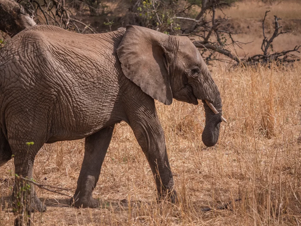 Elephant calf in Zebras ad wildebeests in Tarangire National Park, Tanzania