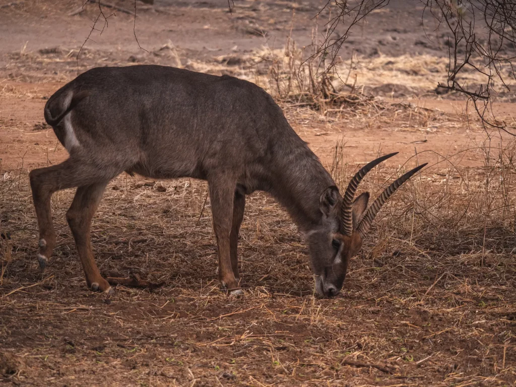 Waterbuck in Tarangire National Park, Tanzania