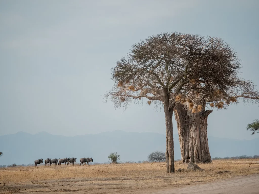 A herd of wildebeests on Tarangire's grassland planes. To the right a tree with sociable weaver nests and behind it a large baobab tree