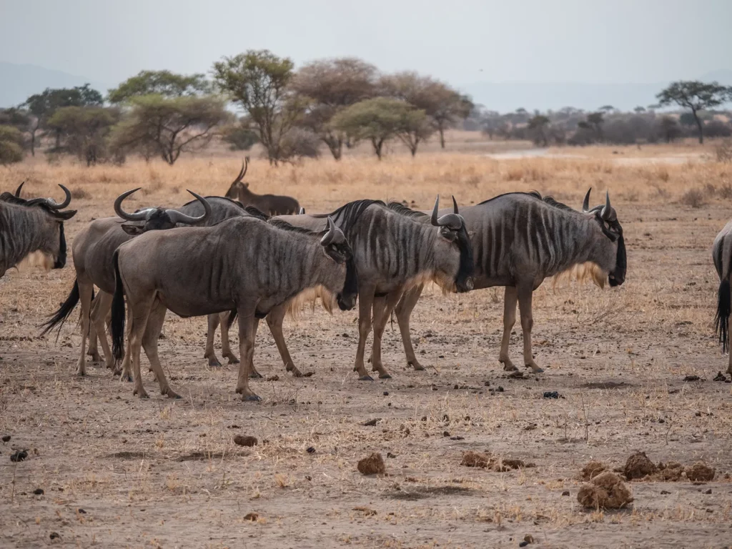 Wildebeests in Tarangire National Park, Tanzania