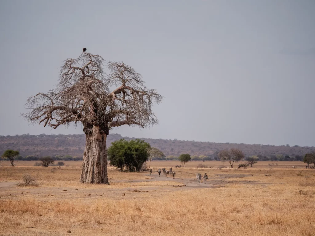 An eagle in one of Tarangire's ancient baobab trees with zebras underneath. Tanzania