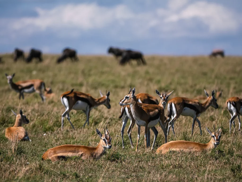 Thompson gazelles, Masai Mara, Kenya