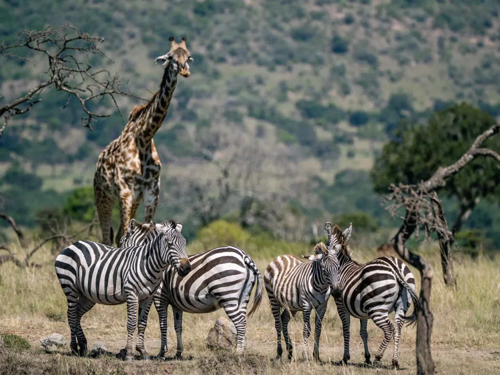 Giraffe and Zebras in Masai Mara