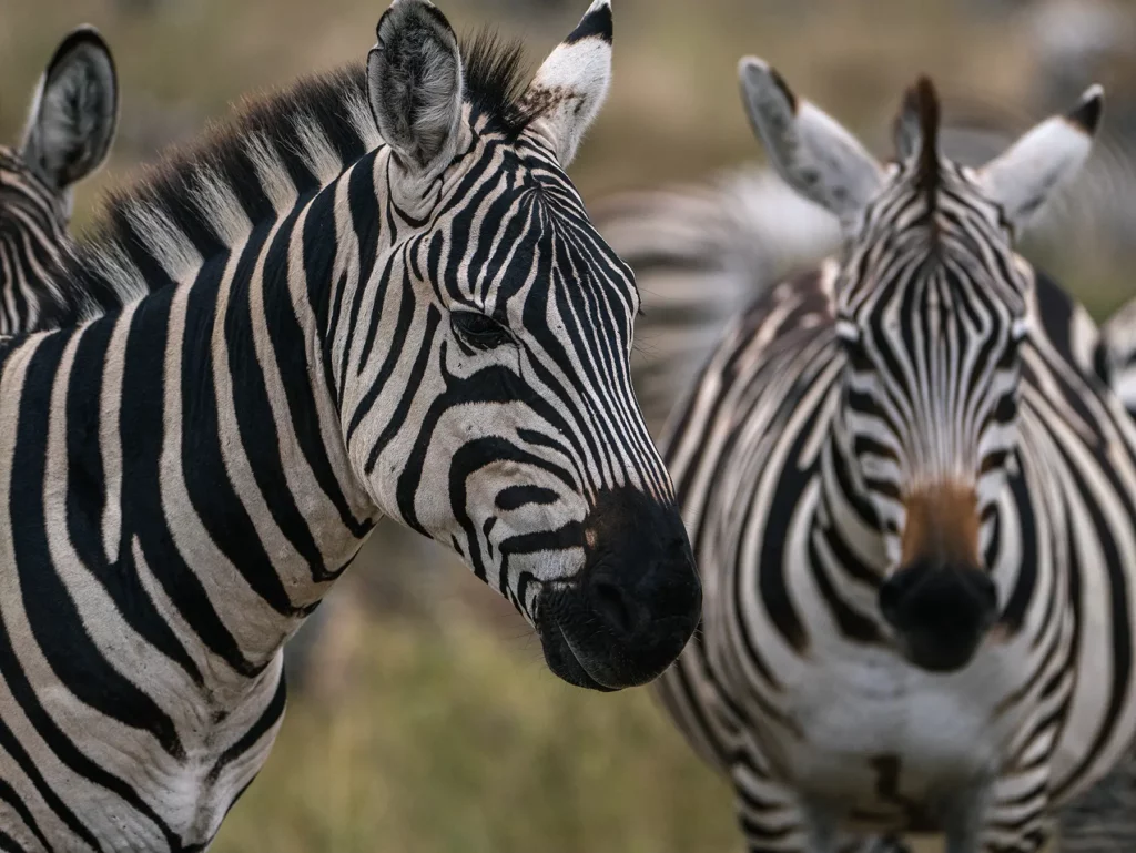 Two zebras in the Serengeti Ecosystem Tanzania