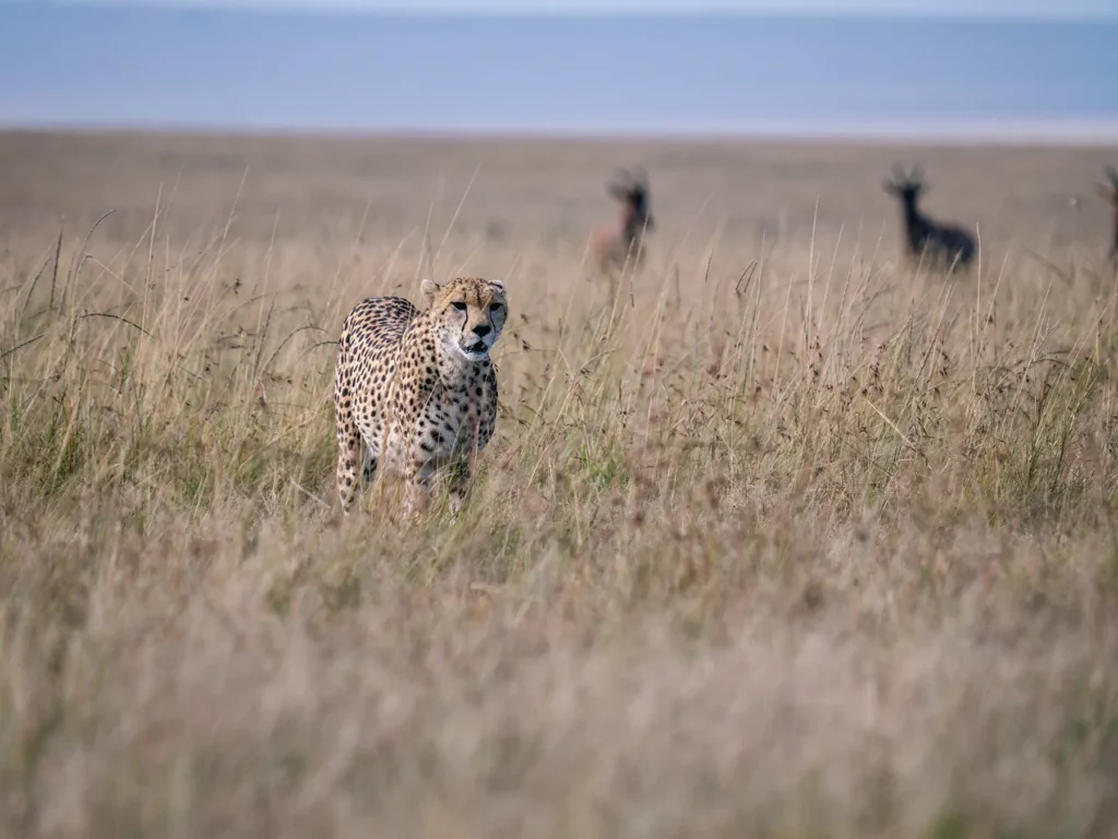 Cheetah hunting gazelles in the Serengeti Ecosystem Tanzania
