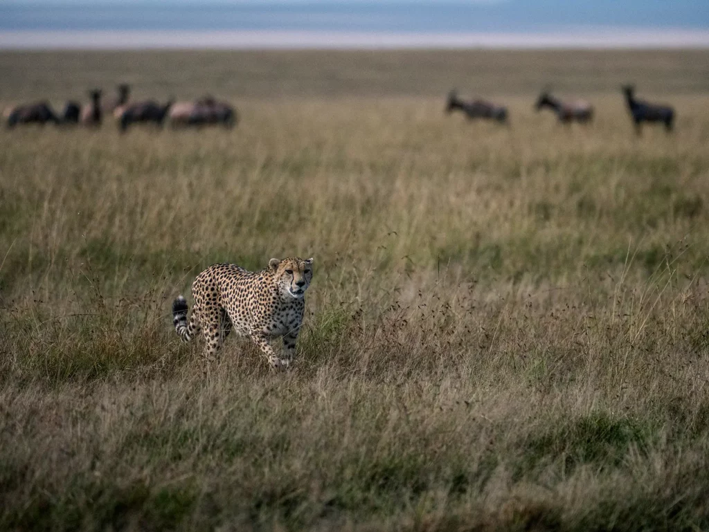Cheetah hunting gazelles in the Serengeti Ecosystem Tanzania