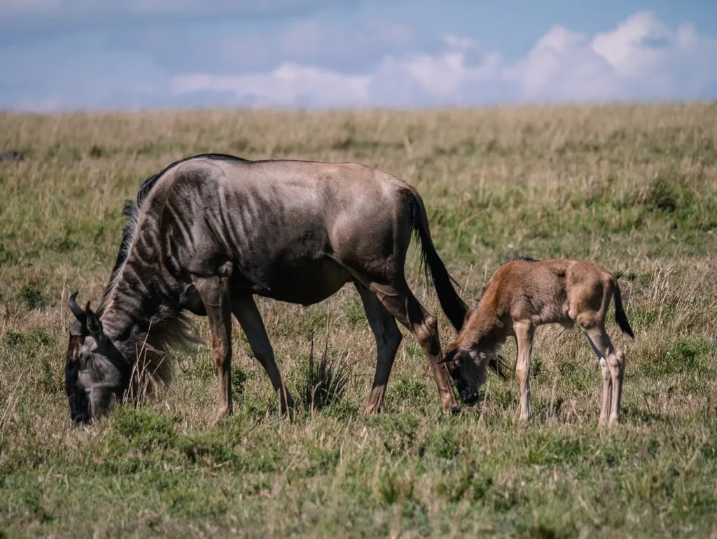 Wildebeest and calf during the calving season of the great migration in Tanzania's Serengeti and Kenya's Masai Mara