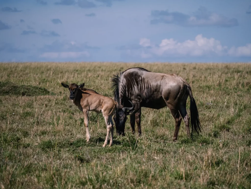 Wildebeest and calf during the calving season of the great migration in Tanzania's Serengeti and Kenya's Masai Mara