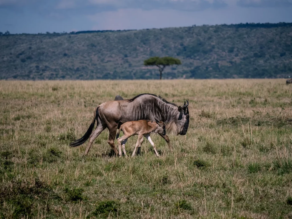Wildebeest and calf during the calving season of the great migration in Tanzania's Serengeti and Kenya's Masai Mara