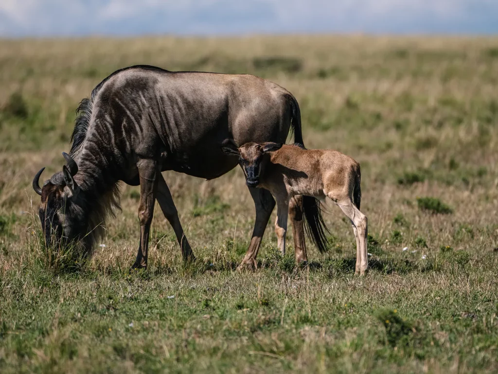 Wildebeest and calf during the calving season of the great migration in Tanzania's Serengeti and Kenya's Masai Mara