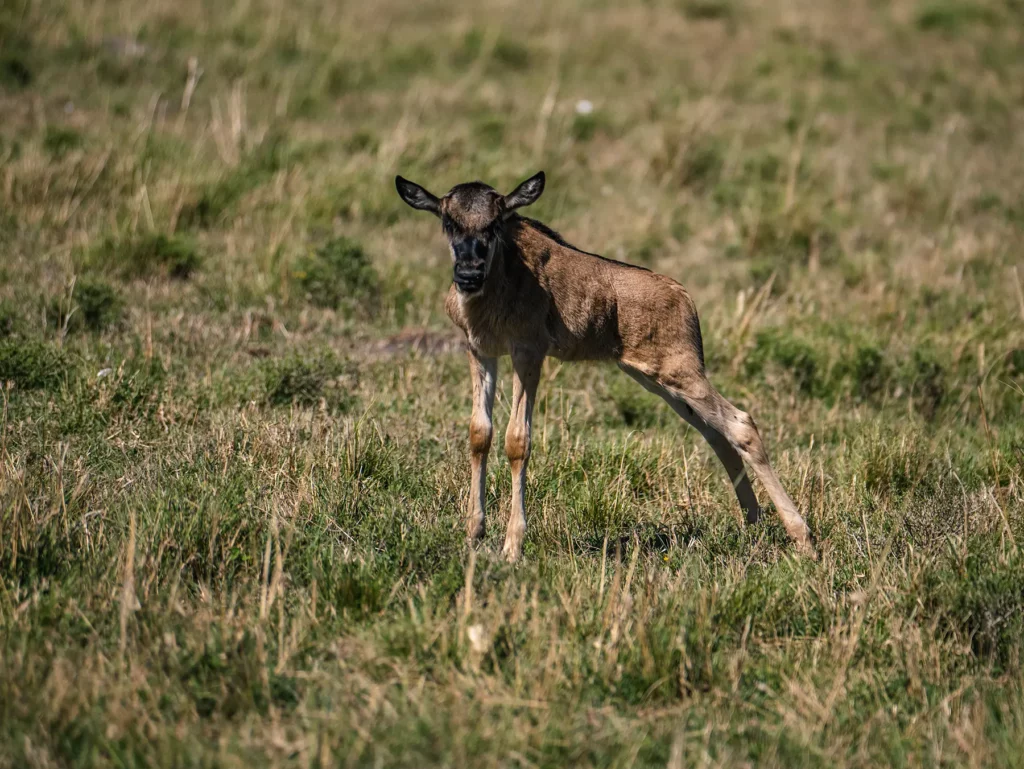 Wildebeest calf during the calving season of the great migration in Tanzania's Serengeti and Kenya's Masai Mara