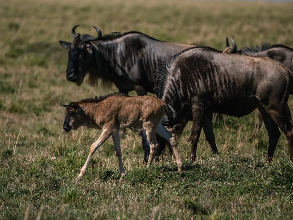 Wildebeest and calf during the calving season of the great migration in Tanzania's Serengeti and Kenya's Masai Mara