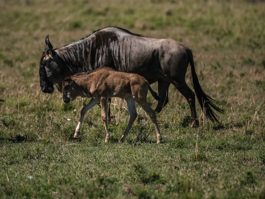 Wildebeest and calf during the calving season of the great migration in Tanzania's Serengeti and Kenya's Masai Mara