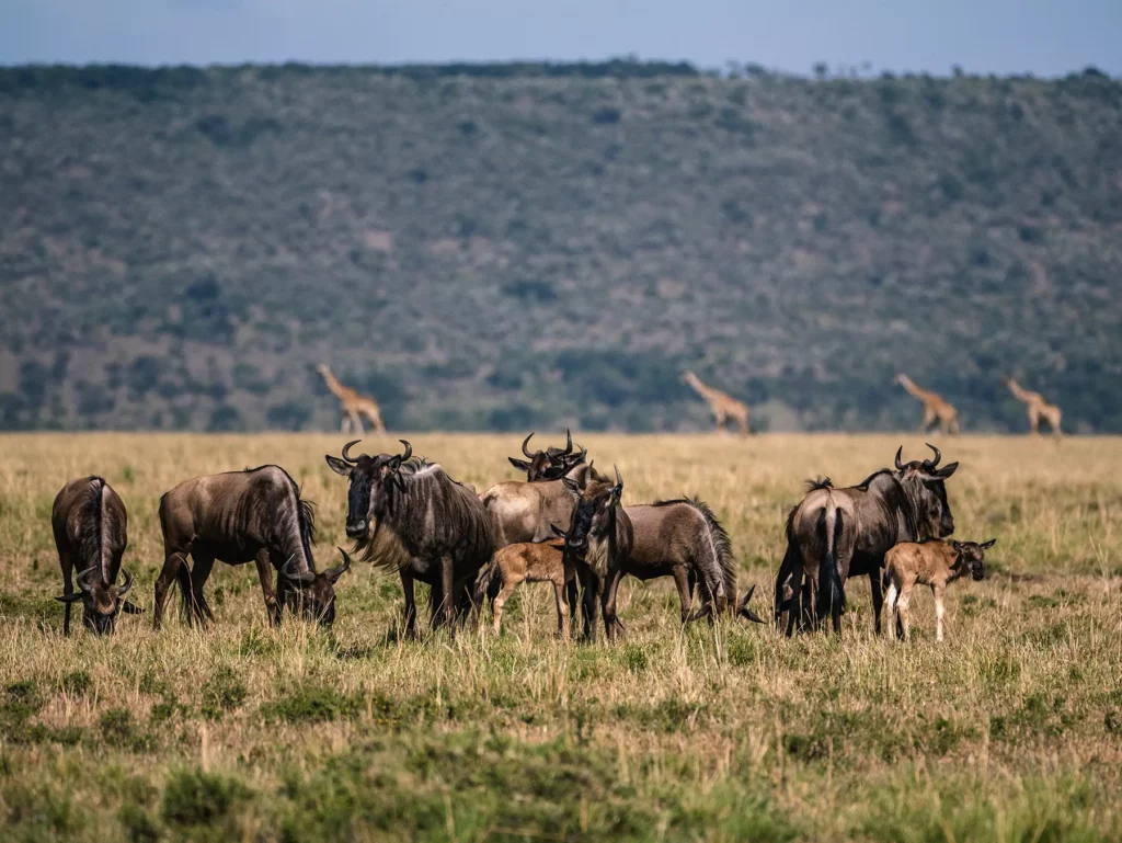 Herd of wildebeests with their calves during the calving season of the great migration in Tanzania's Serengeti and Kenya's Masai Mara. A tower of giraffes walks past in the background.