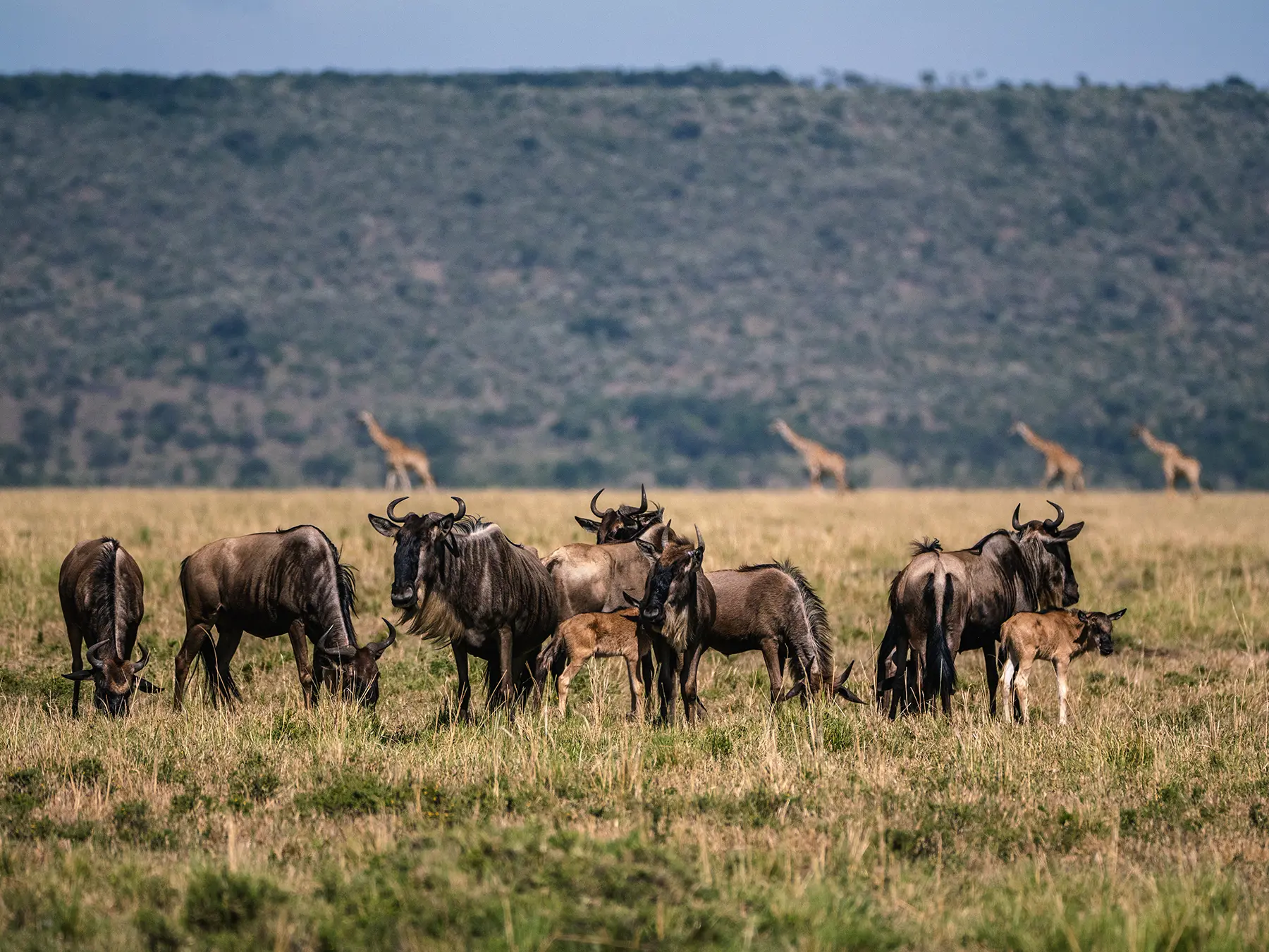 Herd of wildebeests with their calves during the calving season of the great migration in Tanzania's Serengeti and Kenya's Masai Mara. A tower of giraffes walks past in the background.