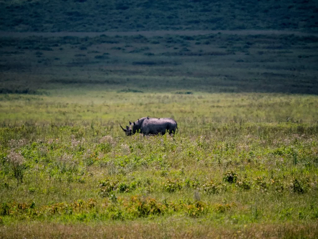 A rare black rhino in Ngorongoro Crater, Tanzania.