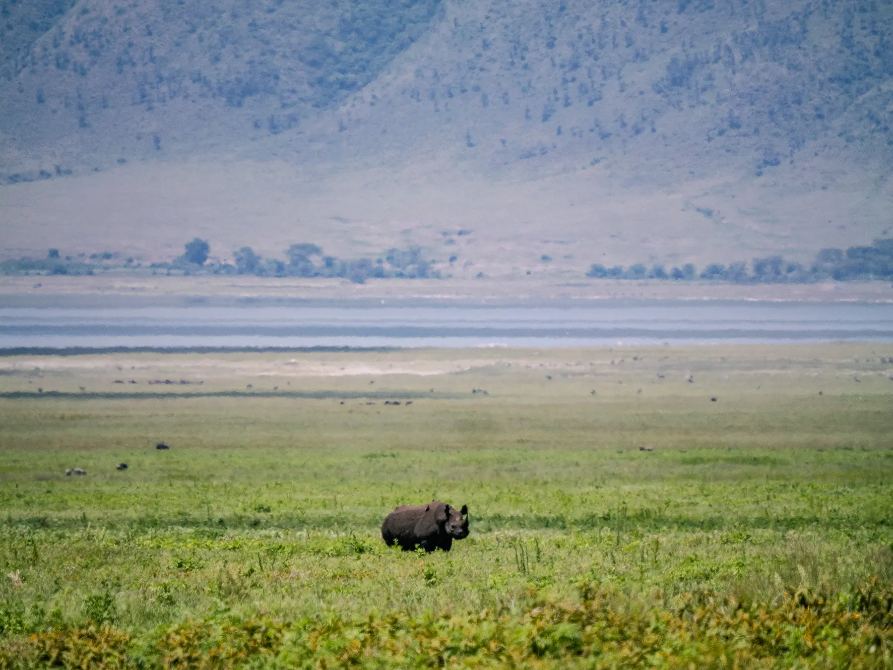 A rare black rhino in Ngorongoro Crater, Tanzania. You can see the iconic walls of the crater in the background.