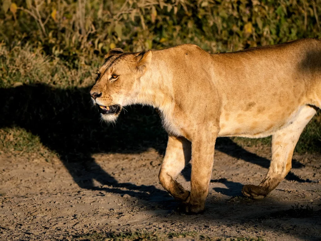 female lion in Ngorongoro Crater, Tanzania.