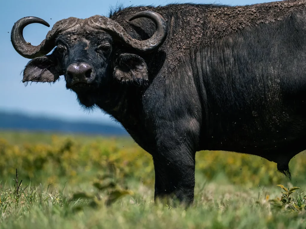 Buffalo in Ngorongoro Crater, Tanzania
