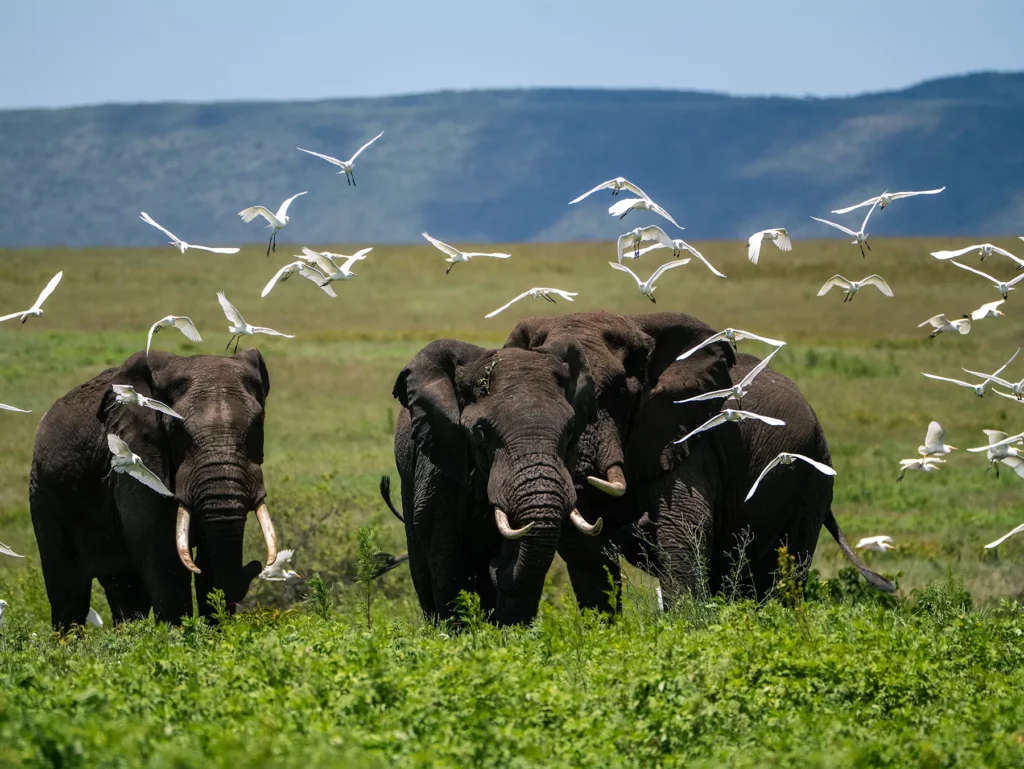 A magical moment when egrets flew around a herd of elephants in Ngorongoro Crater, Tanzania
