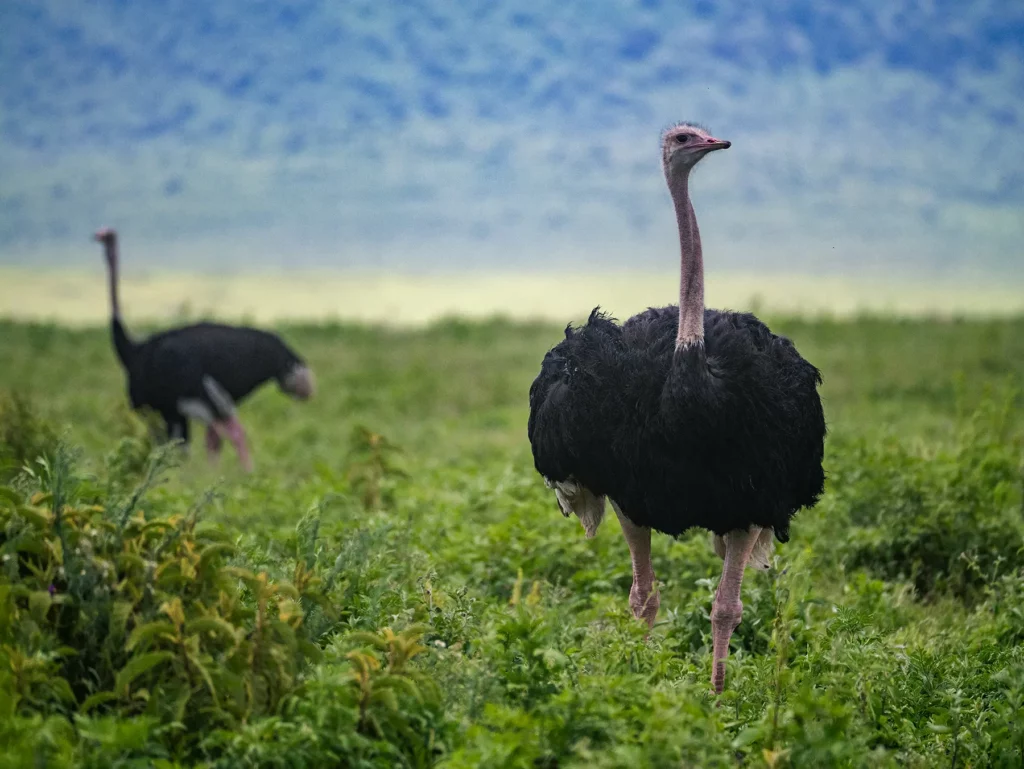 Ostriches in Ngorongoro Crater, Tanzania. The vibrant green grasses of the short rainy season are great for photographers.