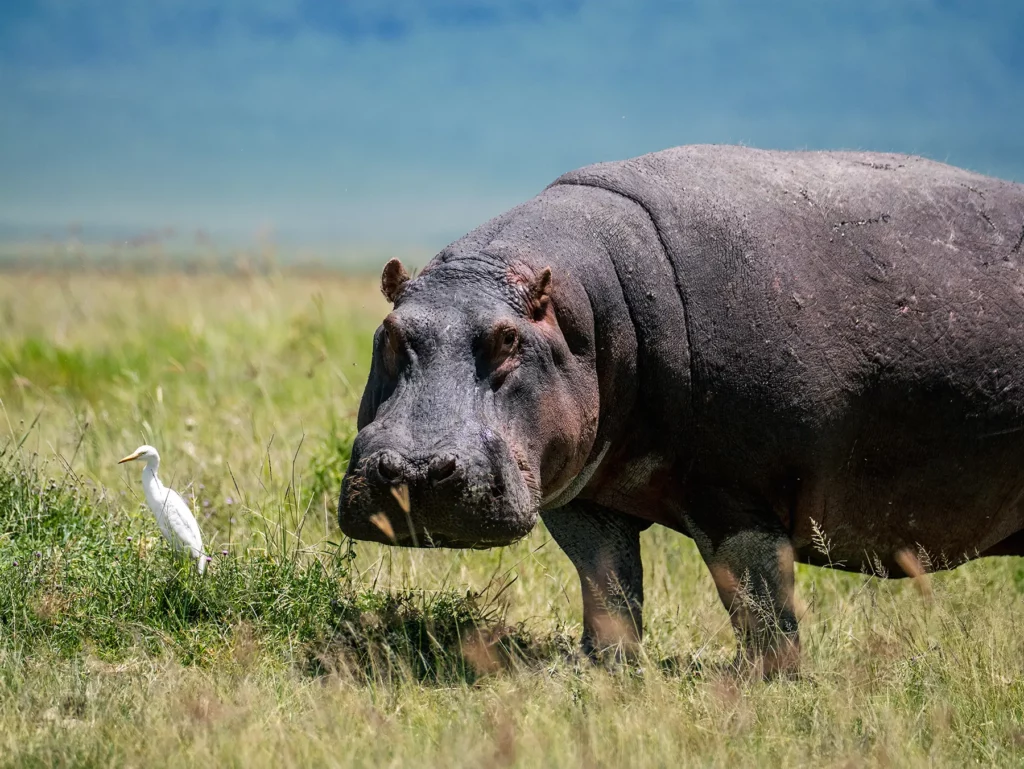 Hippo and Egret in the Ngorongoro Crater, Tanzania
