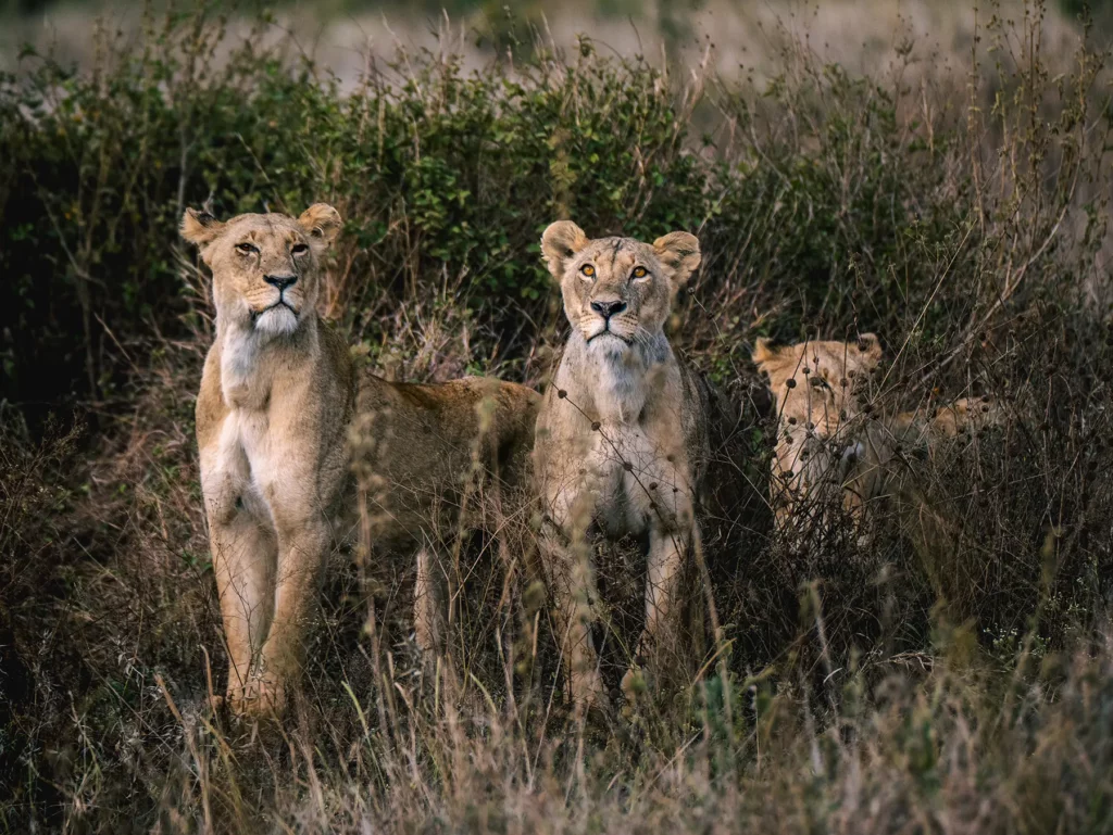 Trio of lionesses in the Maasai Mara Kenya