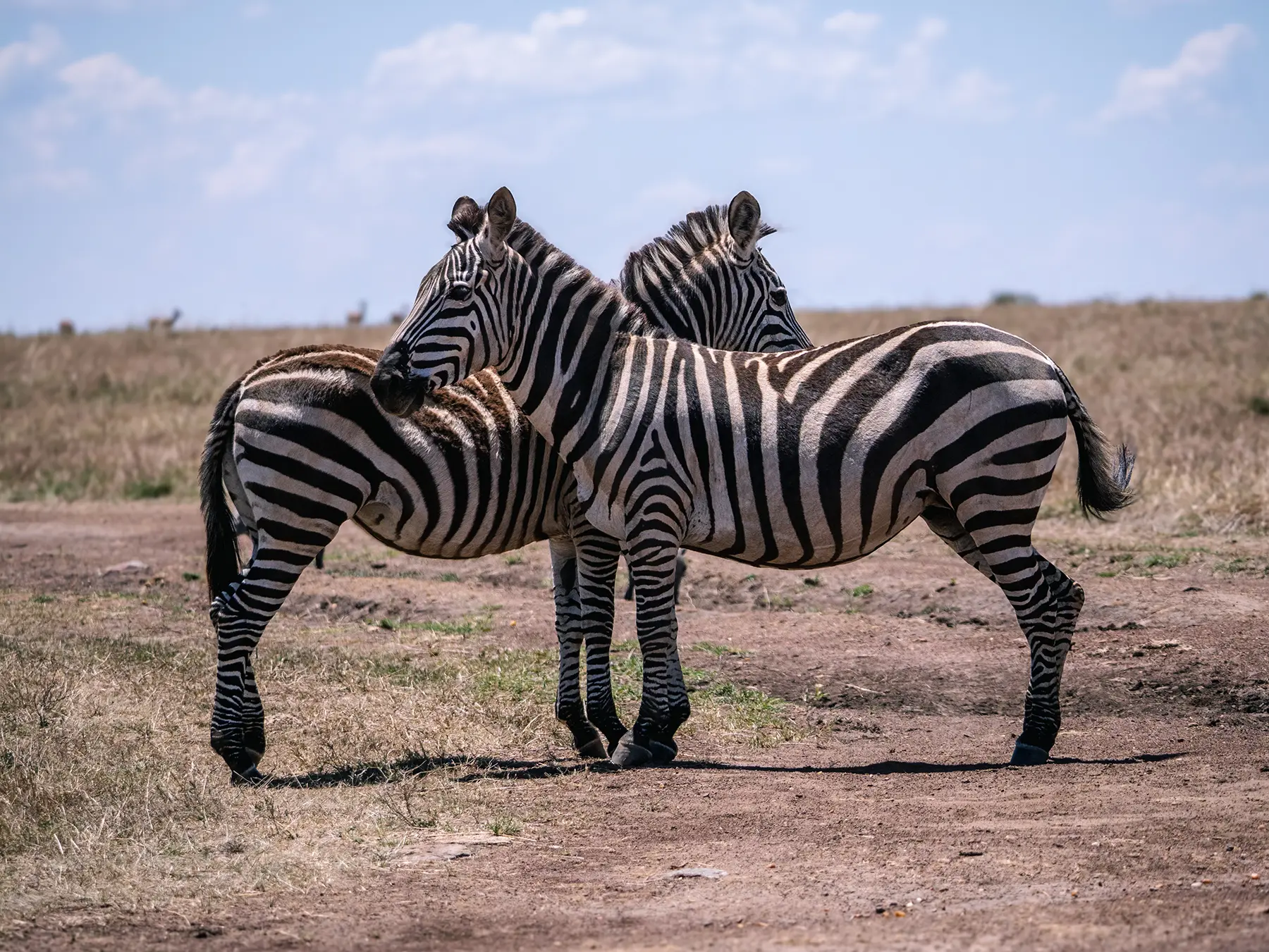 Zebras in the Maasai Mara Kenya