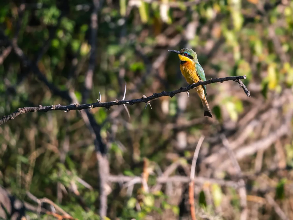 Somali bee-eater in the Maasai Mara, Kenya