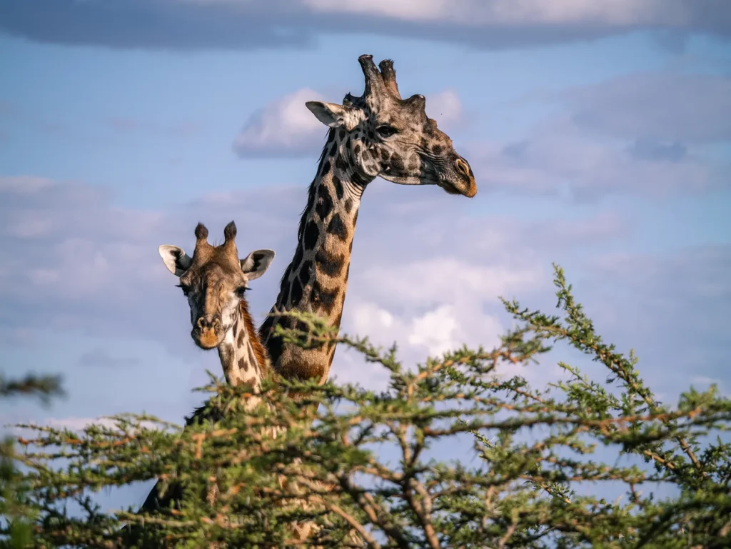 Pair of giraffes in the Maasai Mara, Kenya
