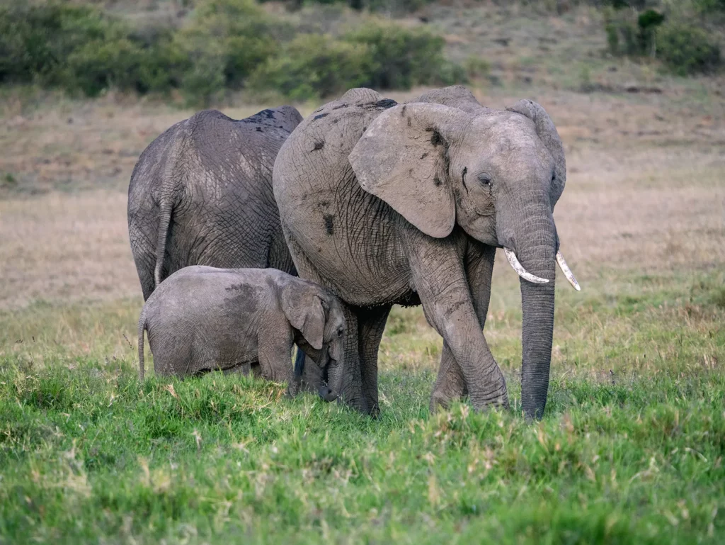Family of elephants in the Maasai Mara Kenya