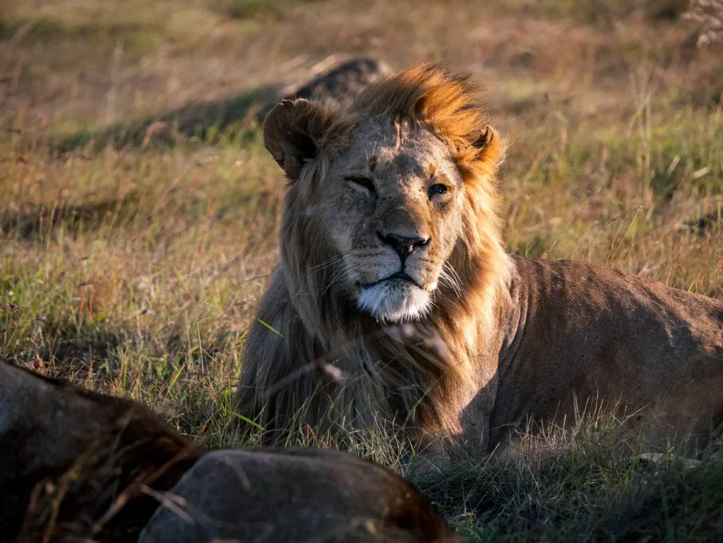 Male lion in the Maasai Mara, Kenya