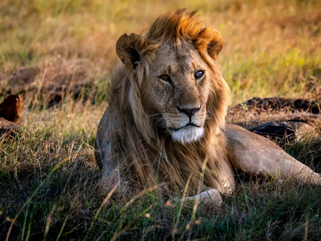 Male lion in Maasai Mara, Kenya
