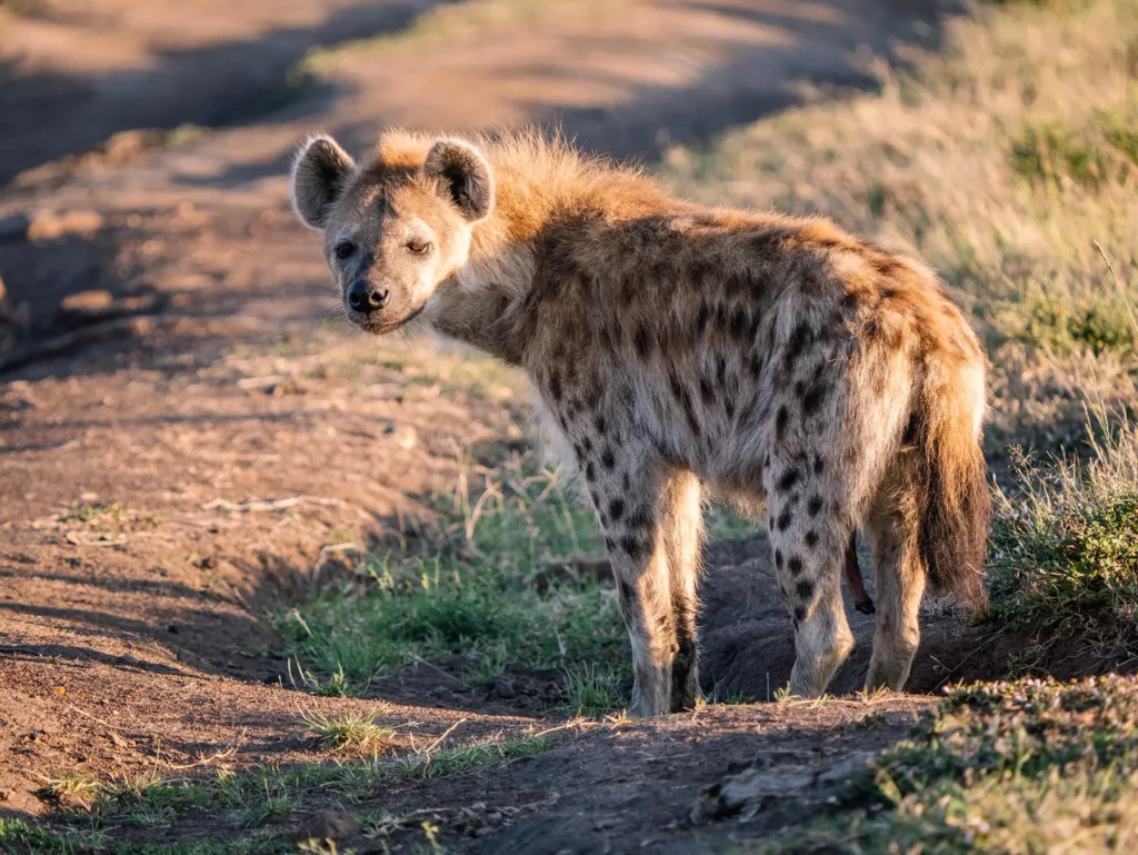 Young hyena in the Maasai Mara, Kenya