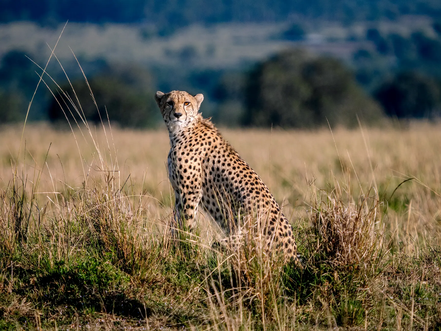 Cheetah in the Maasai Mara, Kenya