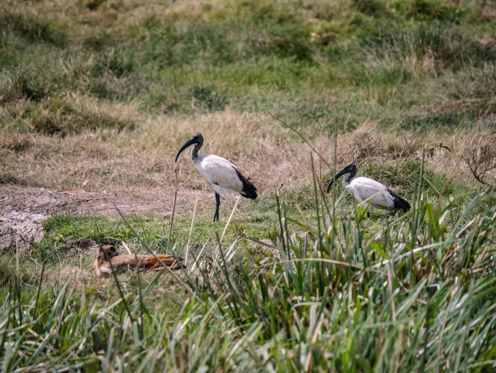 African sacred ibis in the Maasai Mara