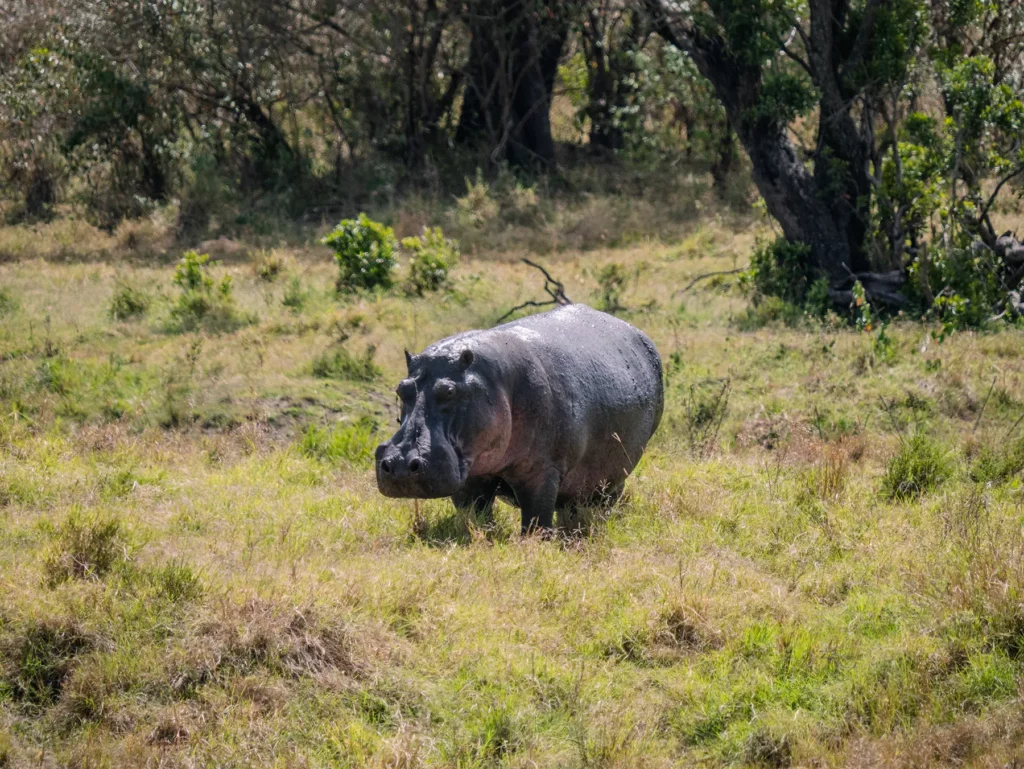 Hippo out of water in the Maasai Mara, Kenya