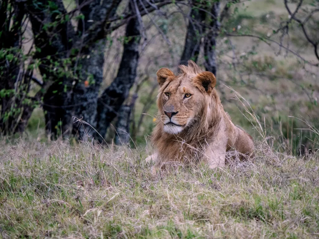 Male lion in the Maasai Mara, Kenya