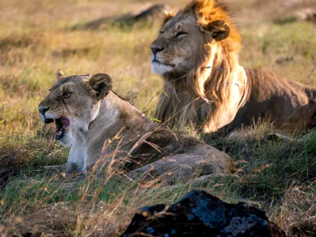 Honeymooning lions in Maasai Mara Kenya